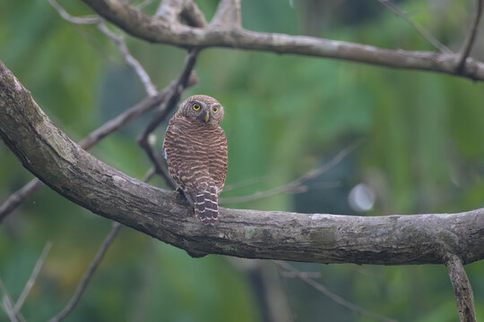 Asian Barred Owlet or Glaucidium cuculoides perched on branch in Manas National Park