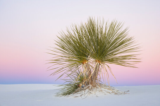 Soap Tree Yucca at Dusk, White Sands National Park