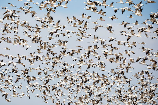 Snow Geese birds in a flock rising into the sky.