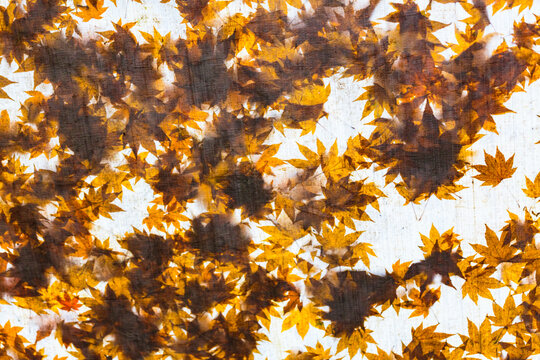View of sunlit autumn leaves on a tree branch.