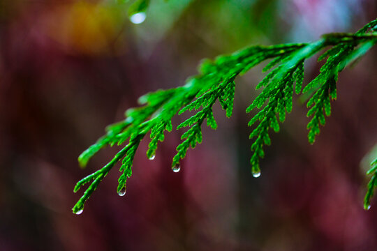 Close-up of red cedar branches, Carkeek Park, Seattle