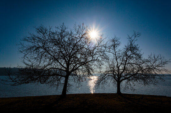 Sun rising behing a leafless decidious tree, Seward Park, Seattle, WA USA