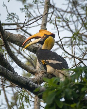 Great Hornbill or Buceros bicornis perched on tree in Manas National Park, Assam