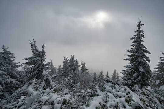 View of snow-covered coniferous trees under a misty winter sky with the sun peeking through clouds in Raztoky, Zilina Region, Slovakia.