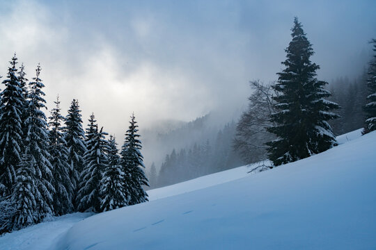 View of snow-covered spruce trees on a misty mountain slope during winter in Raztoky, Zilina Region, Slovakia.