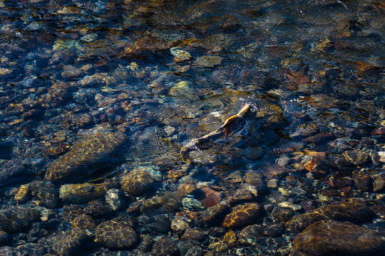 Chinook salmon spawning in the lower Elwha River, Port Angeles.