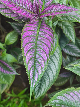 Leaf of Strobilanthes Dyeriana. Also called Persian Shield, it is an evergreen tropical plant in the Acanthaceae family. Known for its bright, shimmering leaves in shades of purple, silver, and green.