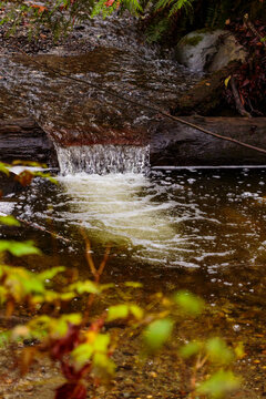 Small creek with a waterfall, a salmon run for returning fish to spawn in. Carkeek Park, Seattle