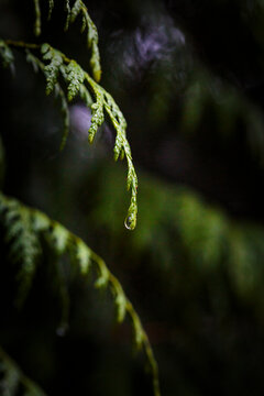 Close-up of red cedar branches with water droplets, Carkeek Park, Seattle