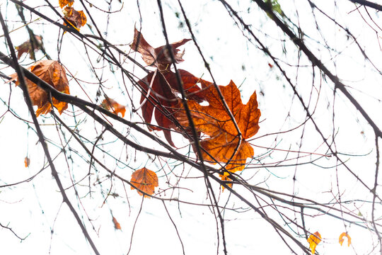 Big leaf maple leaf during Autumn suspsended by leafless tree branches, Seattle, WA USA
