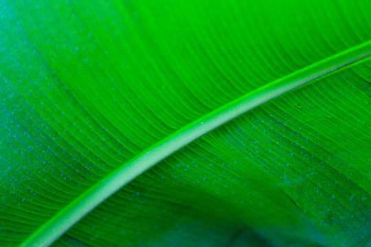 Tropical plant, in Gaiser Conservartory, Manito Park, Spokane