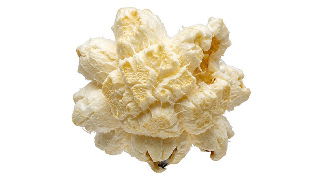 Single Large Popcorn Kernel Close Up, Macro Food Photography on White
