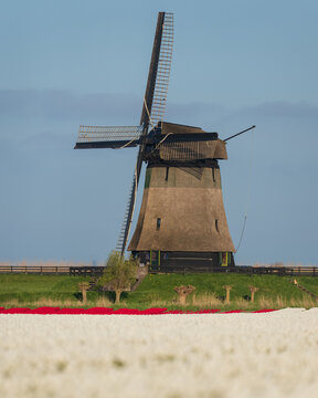 View of the historic Bovenmolen G windmill standing behind vibrant fields of white and red tulips under a clear blue sky in Schermerhorn, Noord-Holland, Netherlands.