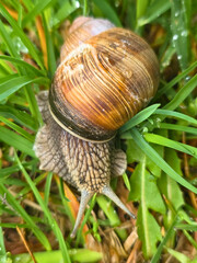 Close up of garden snail in fresh green grass © Анастасия П.