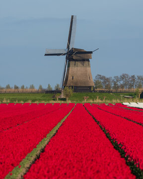 View of Bovenmolen G windmill standing behind a vibrant field of red tulips under a clear blue sky in Schermerhorn, Noord-Holland, Netherlands.