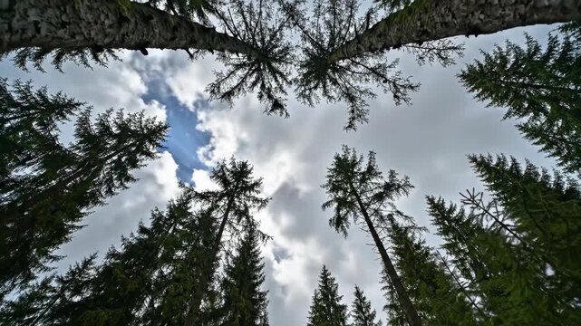 Tall trees stretch skyward, framing a cloudy blue sky; a serene forest perspective