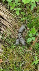 Obraz premium fox excrement
