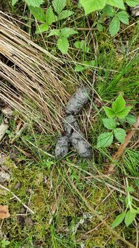 fox excrement