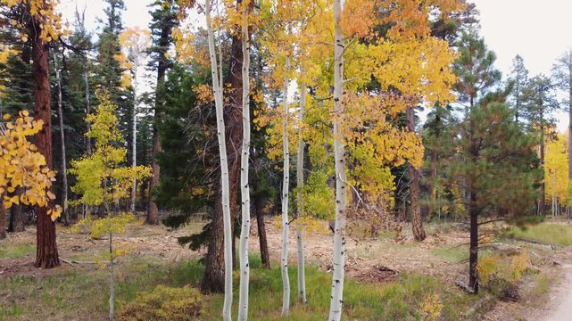 Aerial Rise Next To Fall Colored Aspen Trees In Kaibab Forest Near The North Rim Of Grand Canyon