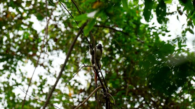 Endangered cotton-top tamarin climbs through the lush tropical canopy of Tayrona National Park, Colombia. Rare footage of this primate in its natural South American rainforest habitat.
