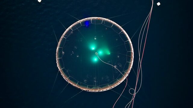 Lights illuminate round pen of salmon farm as fish launch out of water, aerial
