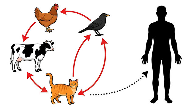 Toxoplasma gondii life cycle diagram