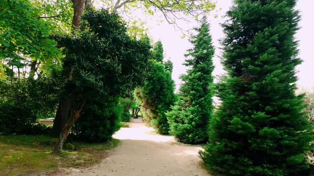 Sunny garden path lined with rows of tall, slender evergreen trees, creating an inviting natural walkway. Sunlight filters through the overhead canopy, illuminating the vibrant green foliage.