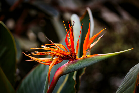 Tropical plant, a bird of paradise flower in Gaiser Conservartory, Manito Park, Spokane.