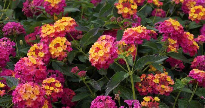 Lantana Shamrock Rose Gold in Victoria Butchart Gardens,British Columbia,Canada.