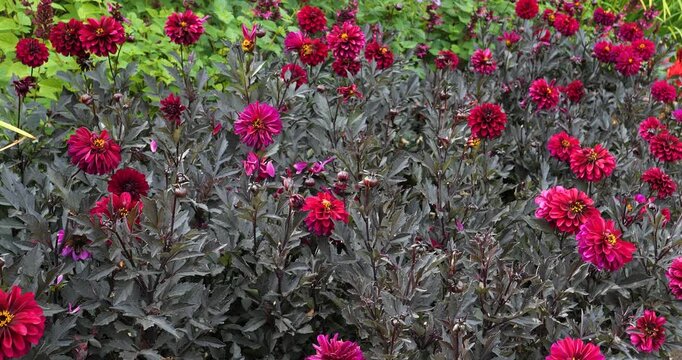 Zinnia elegans in Victoria Butchart Gardens,British Columbia,Canada.