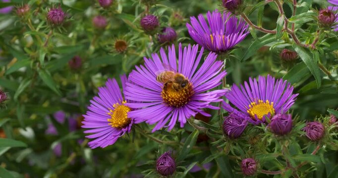 Bee pollinating a New England Aster (Symphyotrichum novae-angliae) in Victoria Butchart Gardens,British Columbia,Canada.