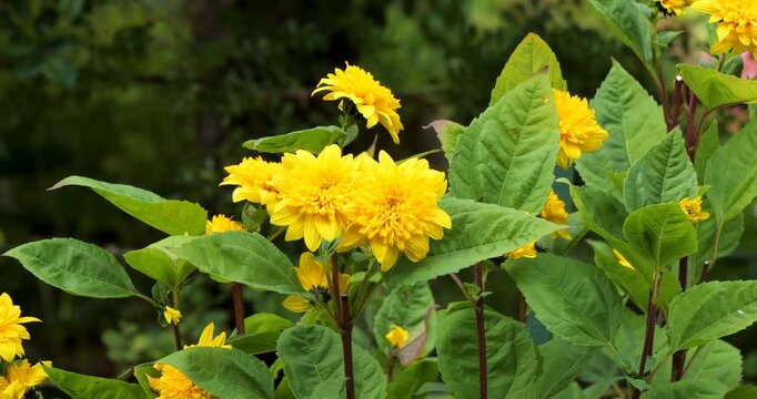 Loddon Gold Sunflower (Helianthus "Loddon Gold") in Victoria Butchart Gardens,British Columbia,Canada.