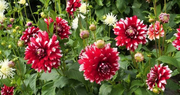 Mystery Day Dahlia in Victoria Butchart Gardens,British Columbia,Canada.