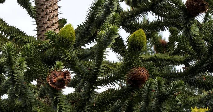 Monkey puzzle tree (Araucaria araucana) cones in Victoria Butchart Gardens,British Columbia,Canada.
