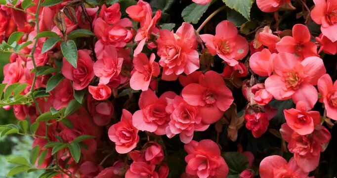 Tuberous Begonias or Elatior Begonia in Victoria Butchart Gardens,British Columbia,Canada.