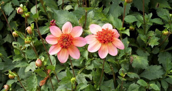 Dahlia Totally Tangerine in Victoria Butchart Gardens,British Columbia,Canada.