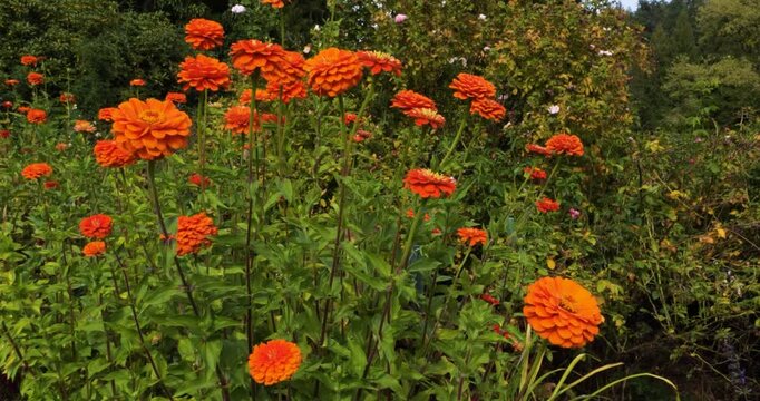 Orange Zinnia elegans in Victoria Butchart Gardens,British Columbia,Canada.