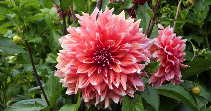Dahlia Labyrinth in Victoria Butchart Gardens,British Columbia,Canada.