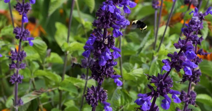 Yellow faced bumblebee pollinating Salvia mealycup sage (Salvia farinacea) in Victoria Butchart Gardens,British Columbia,Canada.Bumblebees are very attracted to mealycup sage.