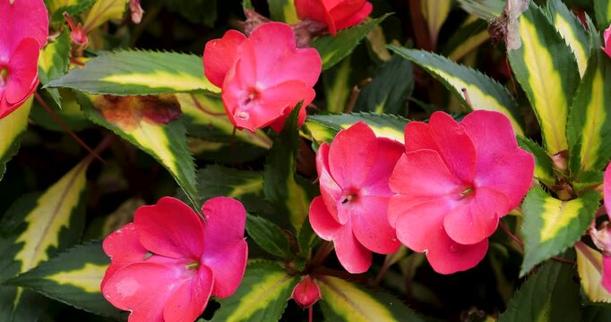 Pink Impatiens flower in Victoria Butchart Gardens,British Columbia,Canada.
