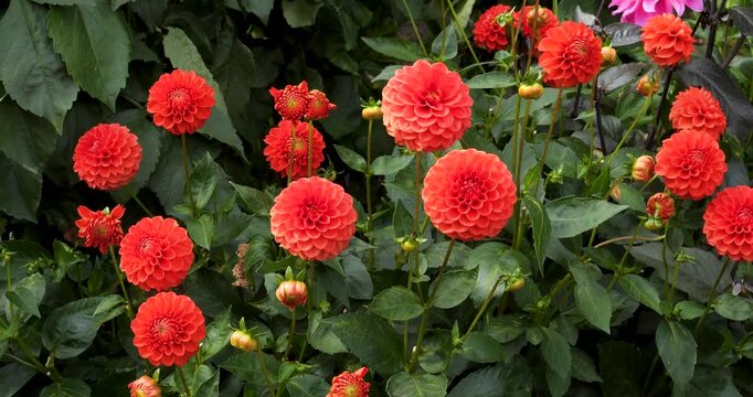 Dahlia Ball flowers, in Victoria Butchart Gardens,British Columbia,Canada.
