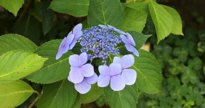 Hydrangea macrophylla in Victoria Butchart Gardens,British Columbia,Canada.