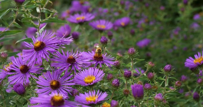 New England Aster (Symphyotrichum novae-angliae) in Victoria Butchart Gardens,British Columbia,Canada.