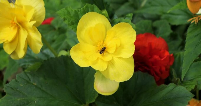 Bee pollinating a Double Yellow Hibiscus in Victoria Butchart Gardens,British Columbia,Canada.