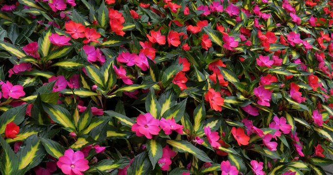 Impatiens walleriana (Busy Lizzie) in Victoria Butchart Gardens,British Columbia,Canada.