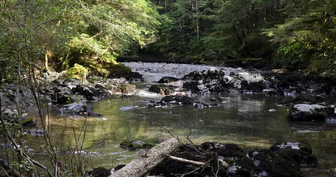 Salmon jumps out of the water.Salmon swim against the stream to the upper reaches of rivers to spawn in Alaska.