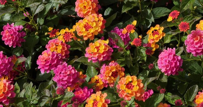 Lantana Shamrock Rose Gold in Victoria Butchart Gardens,British Columbia,Canada.