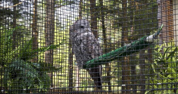 Great Grey Owl (Strix nebulosa) at Alaska Raptor Center in Sitka.