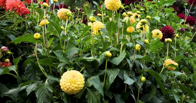 Dahlia Golden Scepter flower, in Victoria Butchart Gardens,British Columbia,Canada.