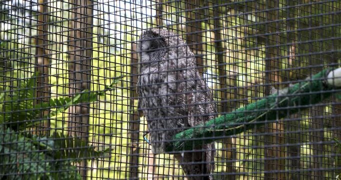 Great Grey Owl (Strix nebulosa) at Alaska Raptor Center in Sitka.One of the largest owl species in the world.